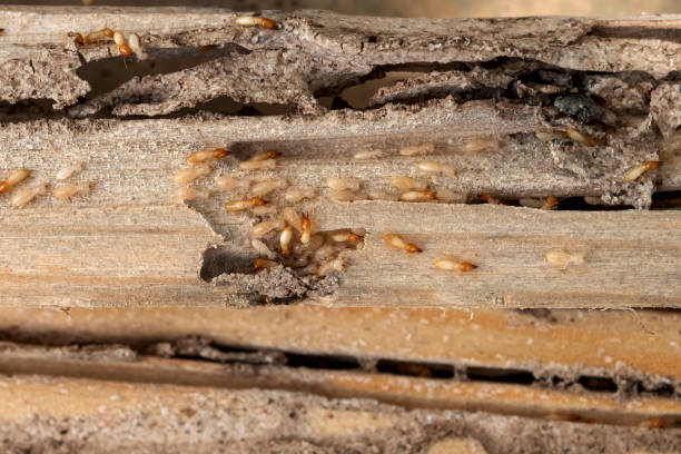 Best Residential Pest Control  in Penn State Erie, PA